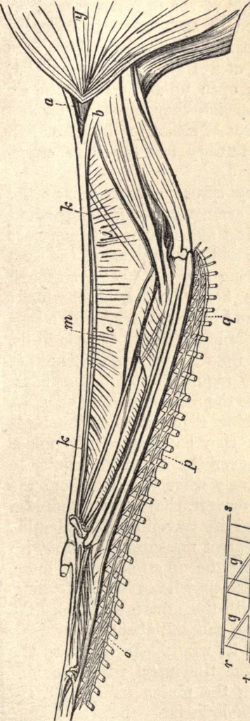 An illustration from Animal locomotion, or Walking, swimming, and flying, with a dissertation on aëronautics, 1874, leaf 206