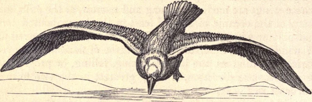 An illustration from Animal locomotion, or Walking, swimming, and flying, with a dissertation on aëronautics, 1874, leaf 211