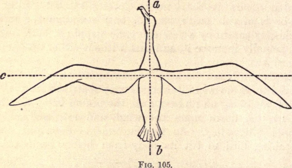 An illustration from Animal locomotion, or Walking, swimming, and flying, with a dissertation on aëronautics, 1874, leaf 225