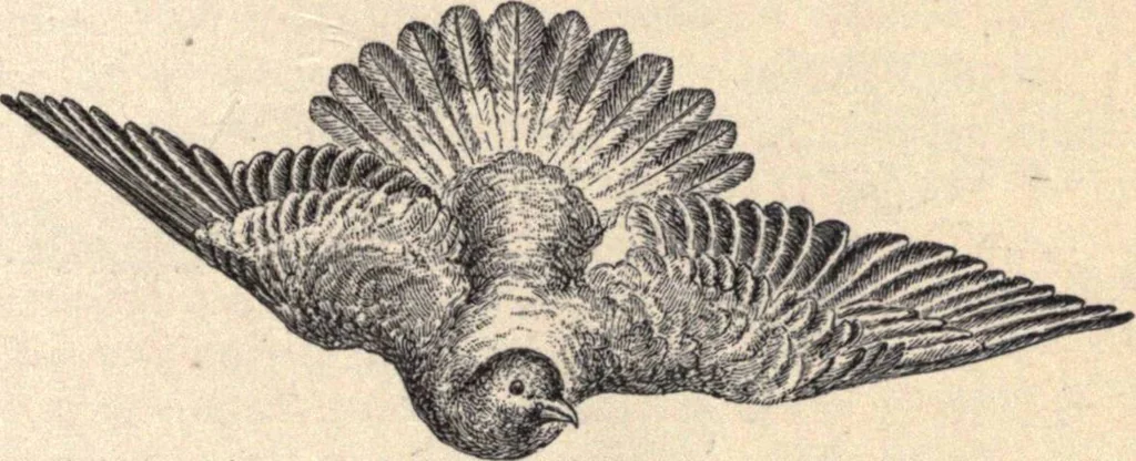 An illustration from Animal locomotion, or Walking, swimming, and flying, with a dissertation on aëronautics, 1874, leaf 228