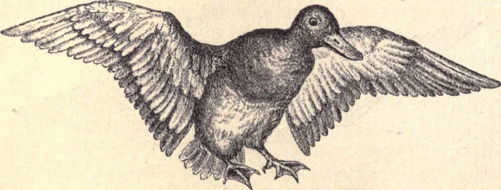An illustration from Animal locomotion, or Walking, swimming, and flying, with a dissertation on aëronautics, 1874, leaf 229