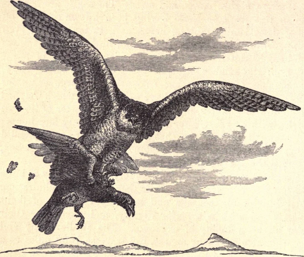 An illustration from Animal locomotion, or Walking, swimming, and flying, with a dissertation on aëronautics, 1874, leaf 231