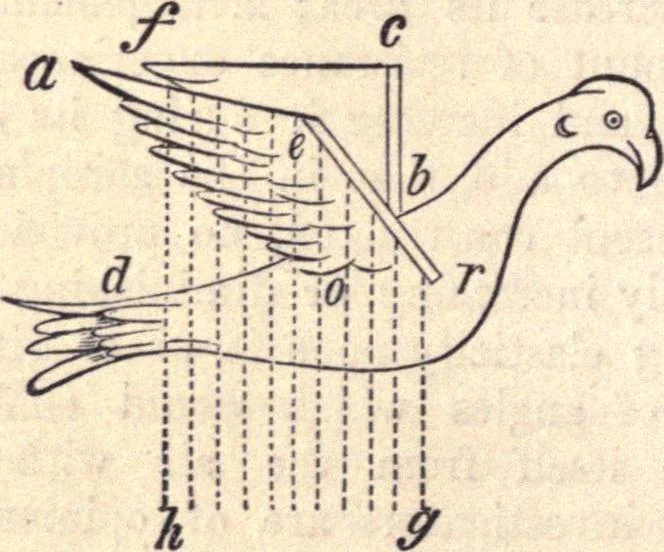An illustration from Animal locomotion, or Walking, swimming, and flying, with a dissertation on aëronautics, 1874, leaf 247