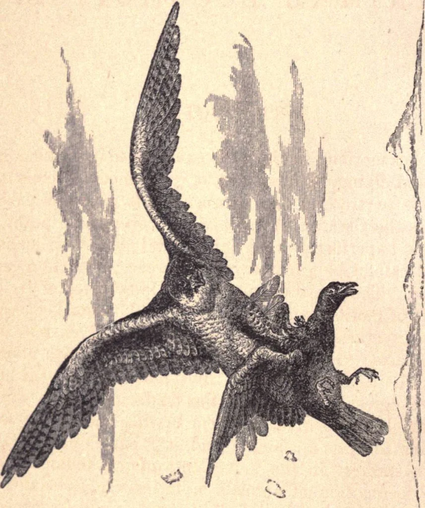 An illustration from Animal locomotion, or Walking, swimming, and flying, with a dissertation on aëronautics, 1874, leaf 25