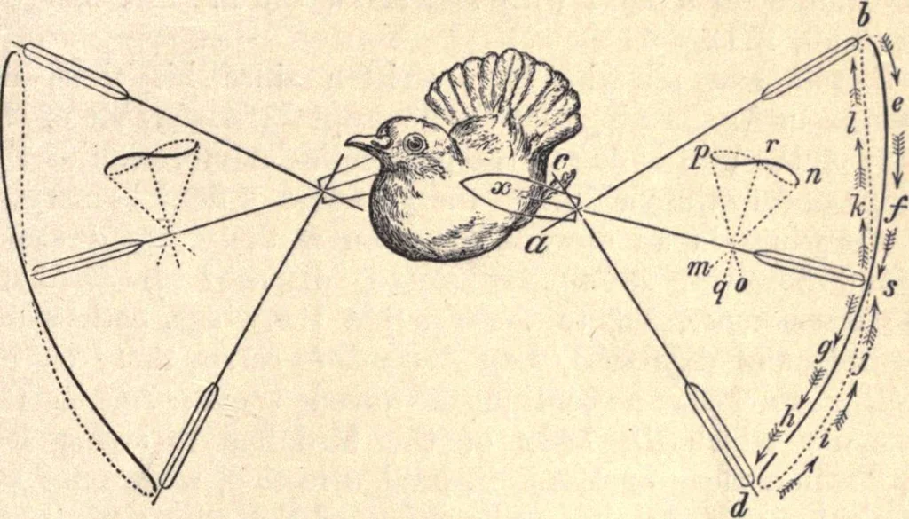 An illustration from Animal locomotion, or Walking, swimming, and flying, with a dissertation on aëronautics, 1874, leaf 258