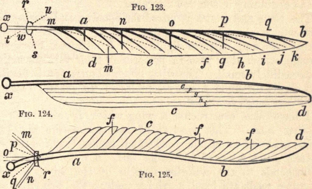 An illustration from Animal locomotion, or Walking, swimming, and flying, with a dissertation on aëronautics, 1874, leaf 268