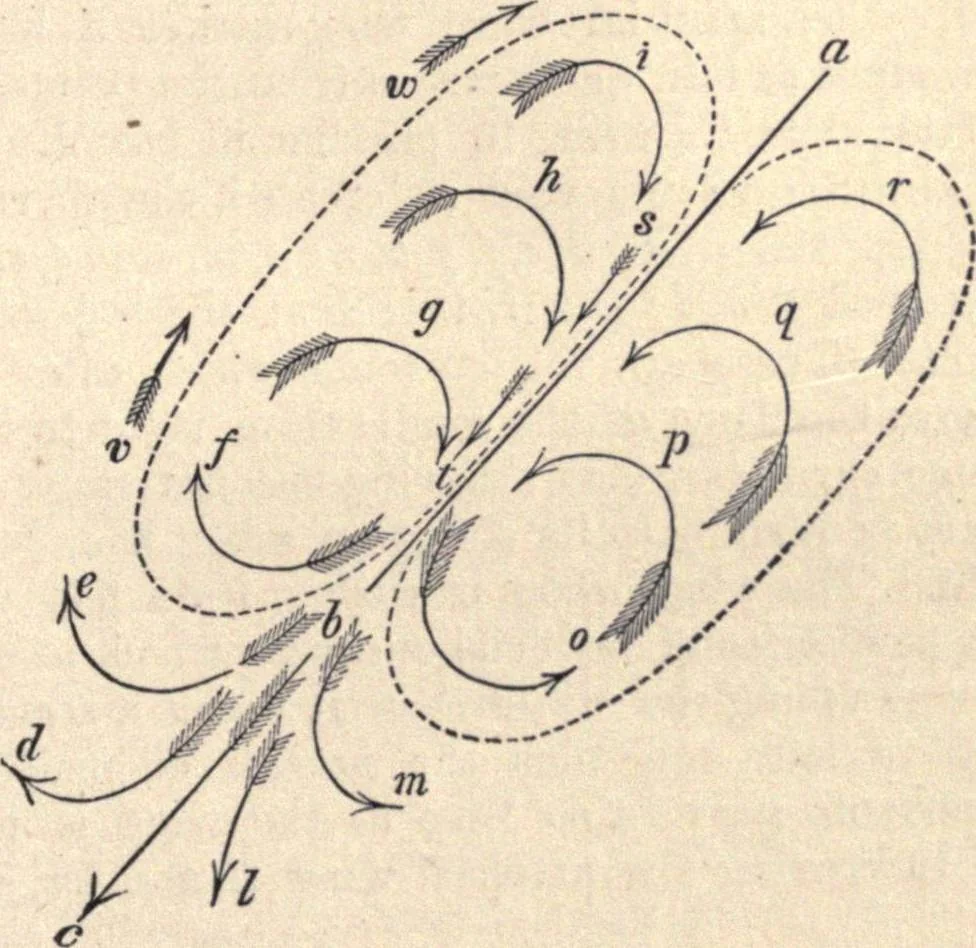 An illustration from Animal locomotion, or Walking, swimming, and flying, with a dissertation on aëronautics, 1874, leaf 280