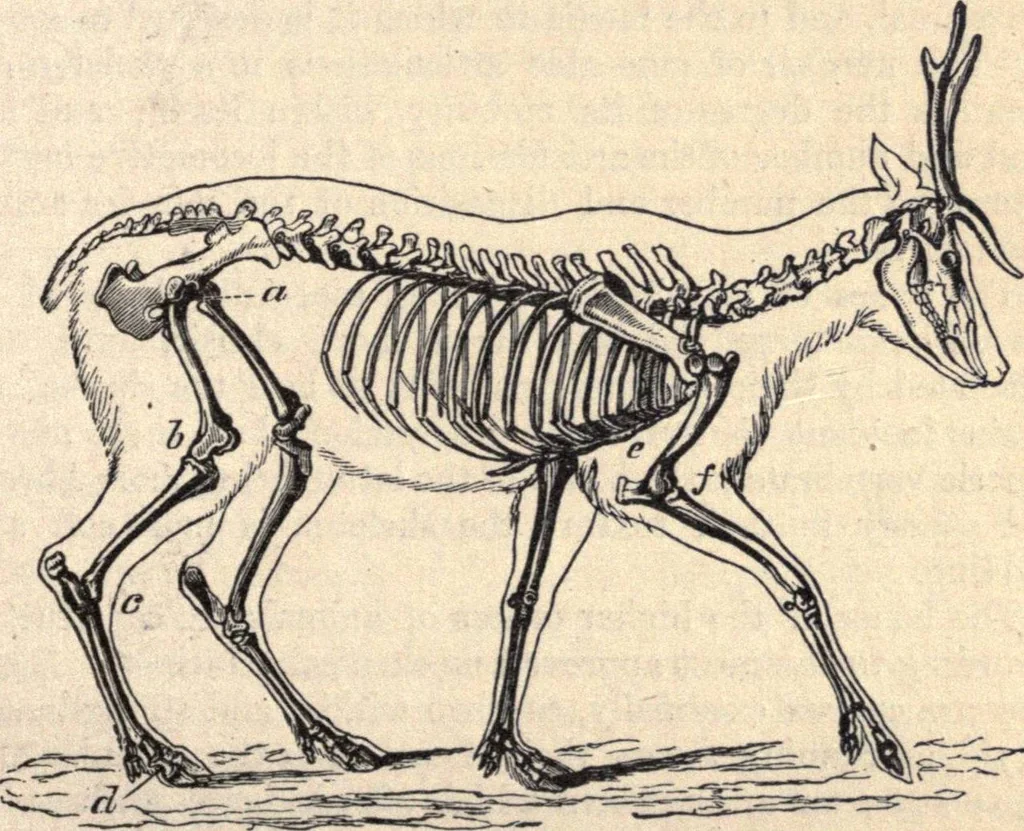 An illustration from Animal locomotion, or Walking, swimming, and flying, with a dissertation on aëronautics, 1874, leaf 46