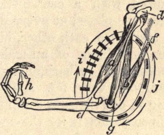 An illustration from Animal locomotion, or Walking, swimming, and flying, with a dissertation on aëronautics, 1874, leaf 50