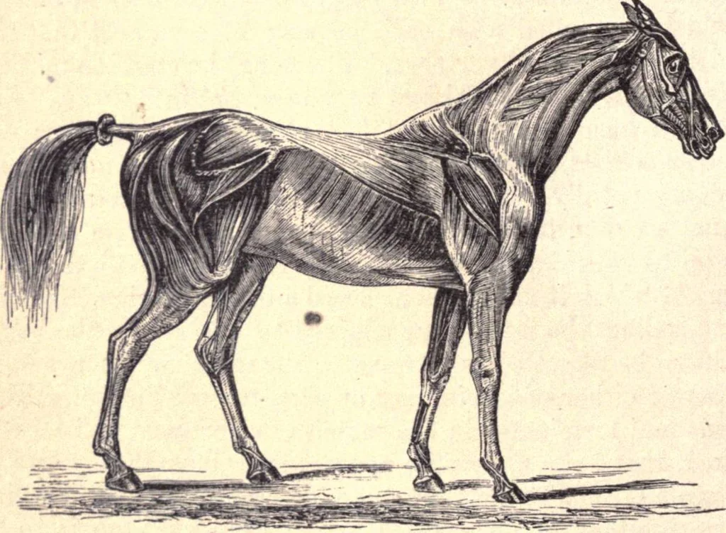 An illustration from Animal locomotion, or Walking, swimming, and flying, with a dissertation on aëronautics, 1874, leaf 55