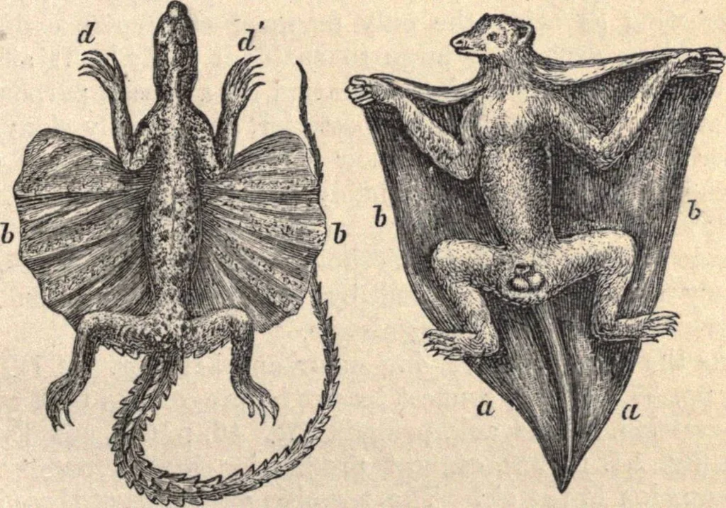 An illustration from Animal locomotion, or Walking, swimming, and flying, with a dissertation on aëronautics, 1874, leaf 60