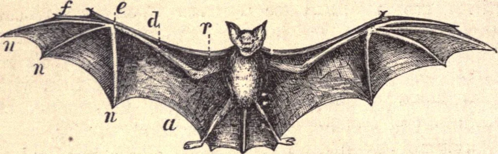 An illustration from Animal locomotion, or Walking, swimming, and flying, with a dissertation on aëronautics, 1874, leaf 61