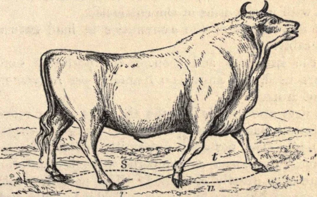 An illustration from Animal locomotion, or Walking, swimming, and flying, with a dissertation on aëronautics, 1874, leaf 62