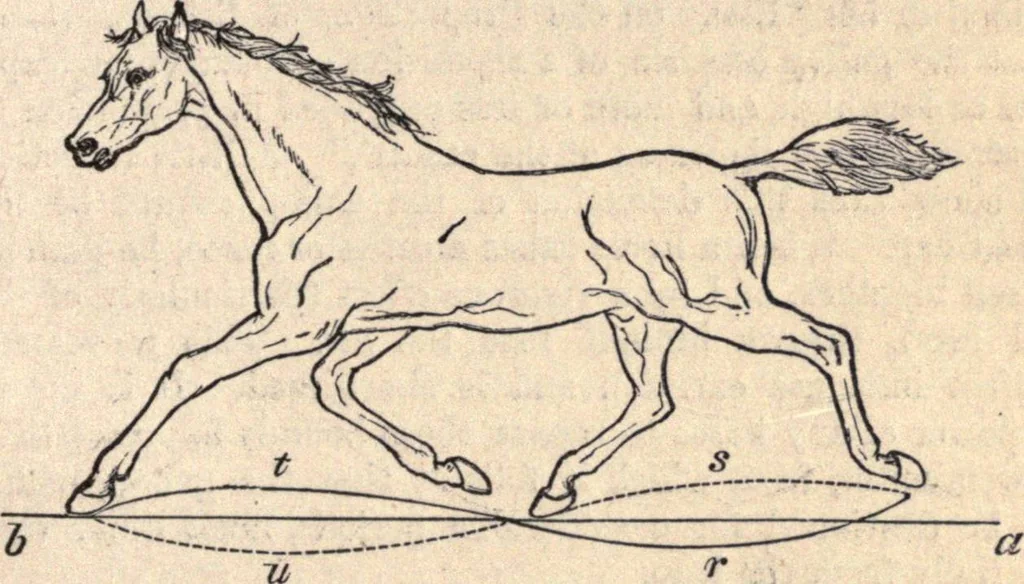 An illustration from Animal locomotion, or Walking, swimming, and flying, with a dissertation on aëronautics, 1874, leaf 66