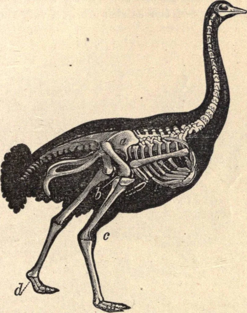An illustration from Animal locomotion, or Walking, swimming, and flying, with a dissertation on aëronautics, 1874, leaf 72