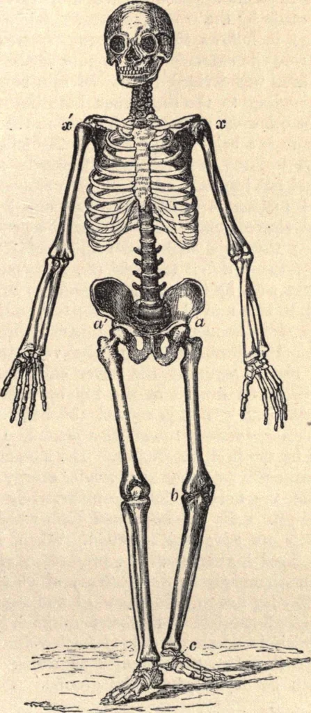 An illustration from Animal locomotion, or Walking, swimming, and flying, with a dissertation on aëronautics, 1874, leaf 80