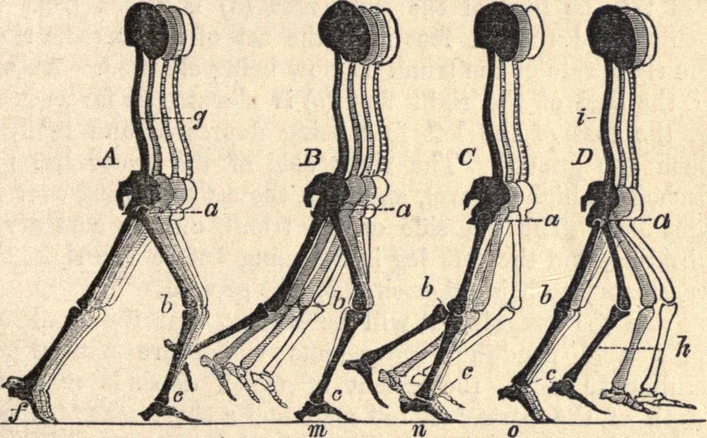 An illustration from Animal locomotion, or Walking, swimming, and flying, with a dissertation on aëronautics, 1874, leaf 84
