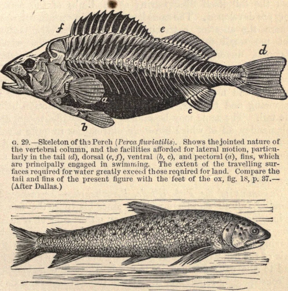 An illustration from Animal locomotion, or Walking, swimming, and flying, with a dissertation on aëronautics, 1874, leaf 90