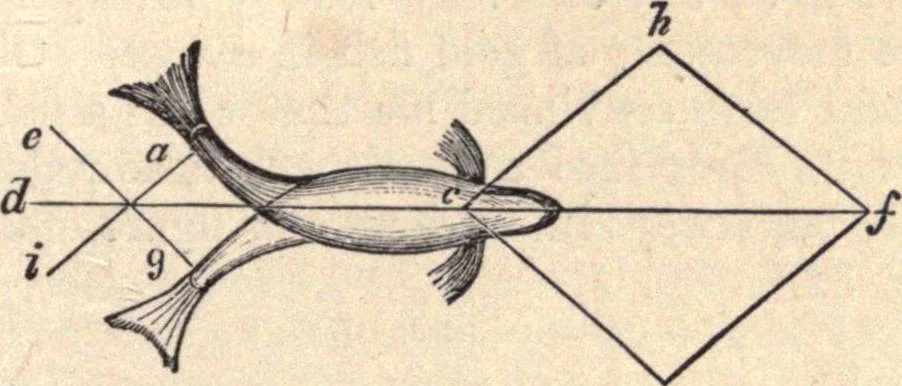 An illustration from Animal locomotion, or Walking, swimming, and flying, with a dissertation on aëronautics, 1874, leaf 92