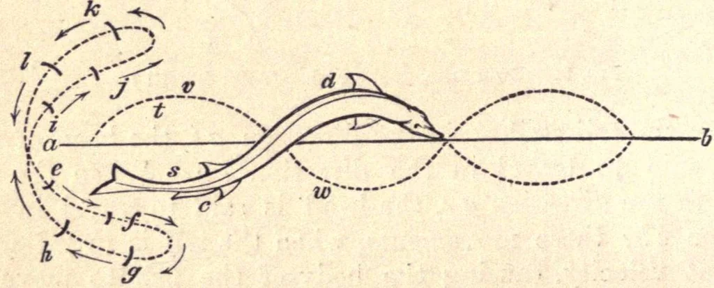 An illustration from Animal locomotion, or Walking, swimming, and flying, with a dissertation on aëronautics, 1874, leaf 93