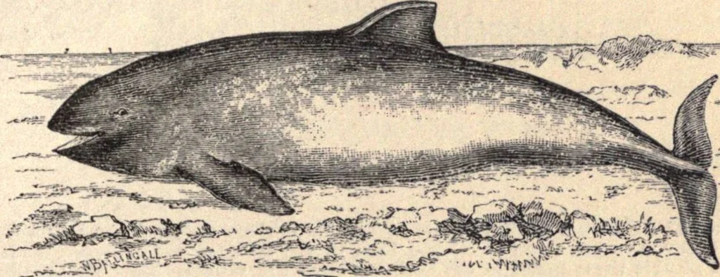 An illustration from Animal locomotion, or Walking, swimming, and flying, with a dissertation on aëronautics, 1874, leaf 98