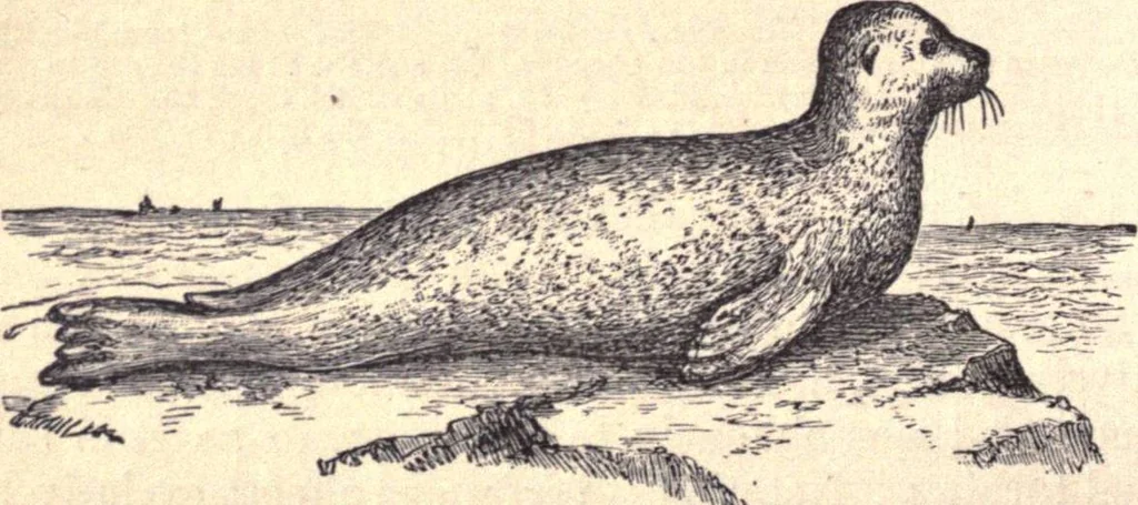 An illustration from Animal locomotion, or Walking, swimming, and flying, with a dissertation on aëronautics, 1874, leaf 99