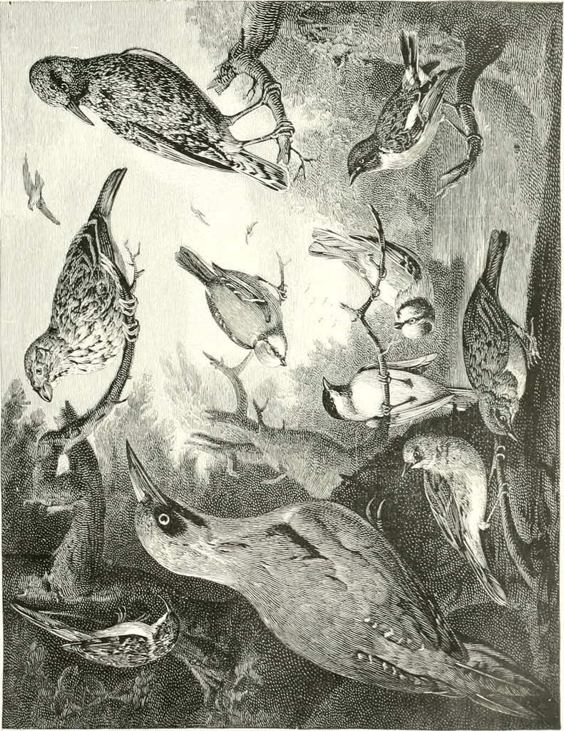 An illustration from Animal painters of England from the year 1650 : a brief history of their lives and works: illustrated with--specimens of their paintngs, 1900, leaf 144