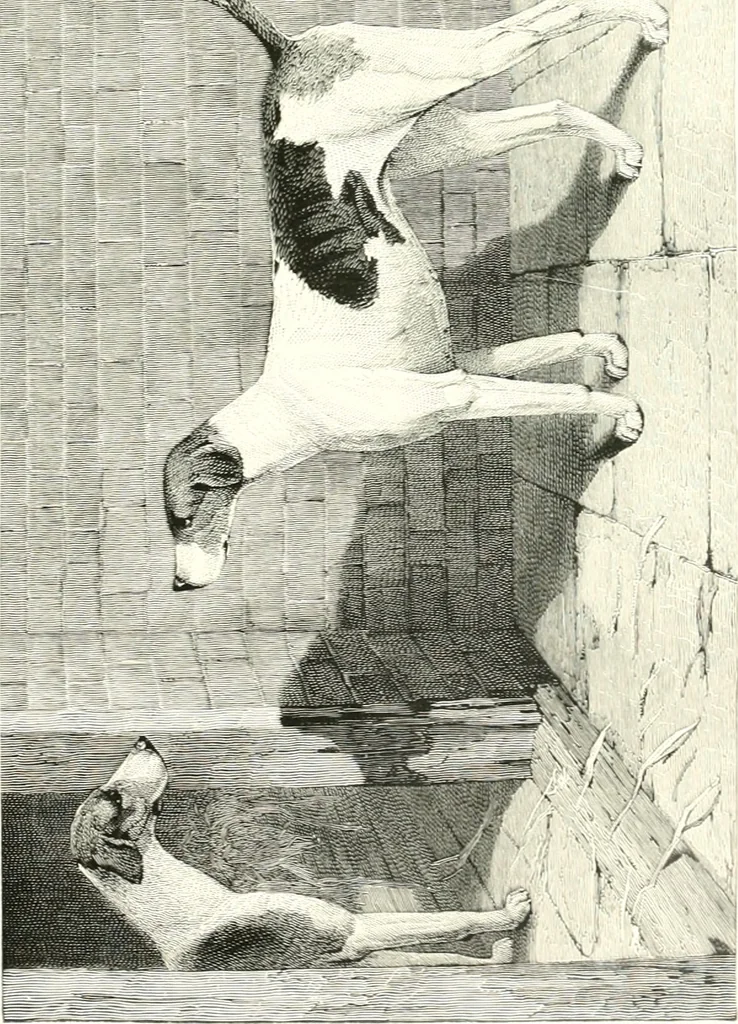An illustration from Animal painters of England from the year 1650 : a brief history of their lives and works: illustrated with--specimens of their paintngs, 1900, leaf 198