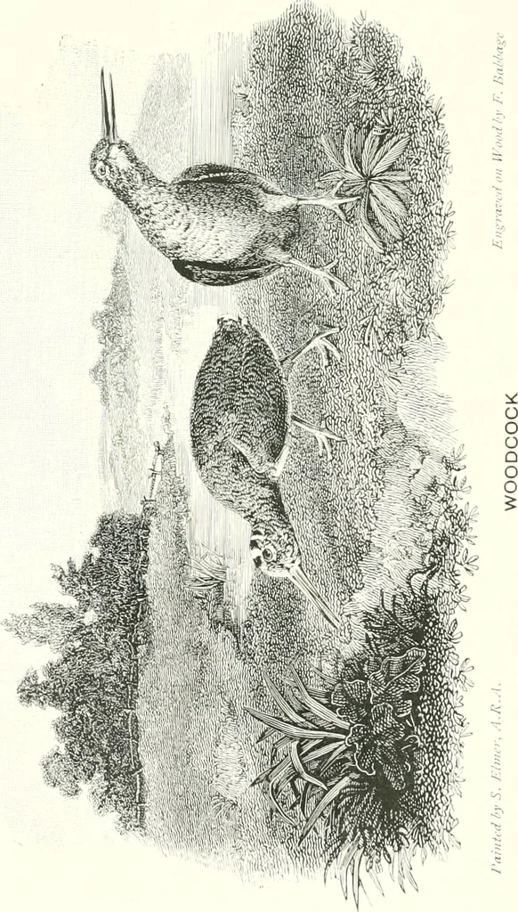 An illustration from Animal painters of England from the year 1650 : a brief history of their lives and works: illustrated with--specimens of their paintngs, 1900, leaf 209