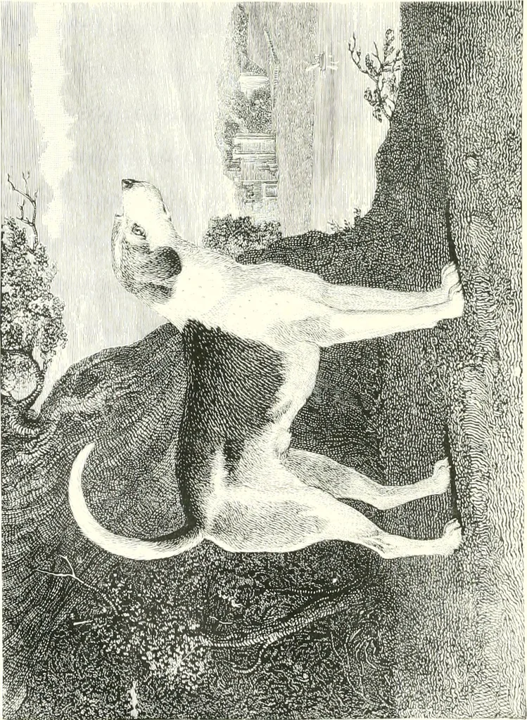 An illustration from Animal painters of England from the year 1650 : a brief history of their lives and works: illustrated with--specimens of their paintngs, 1900, leaf 213