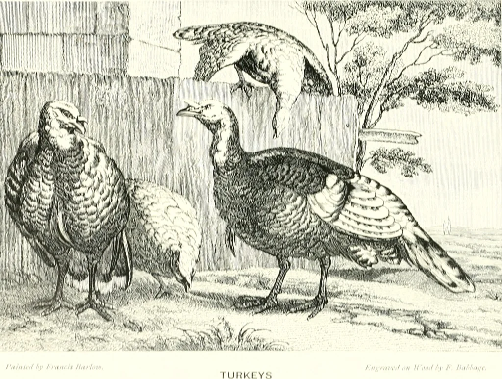 An illustration from Animal painters of England from the year 1650 : a brief history of their lives and works: illustrated with--specimens of their paintngs, 1900, leaf 66