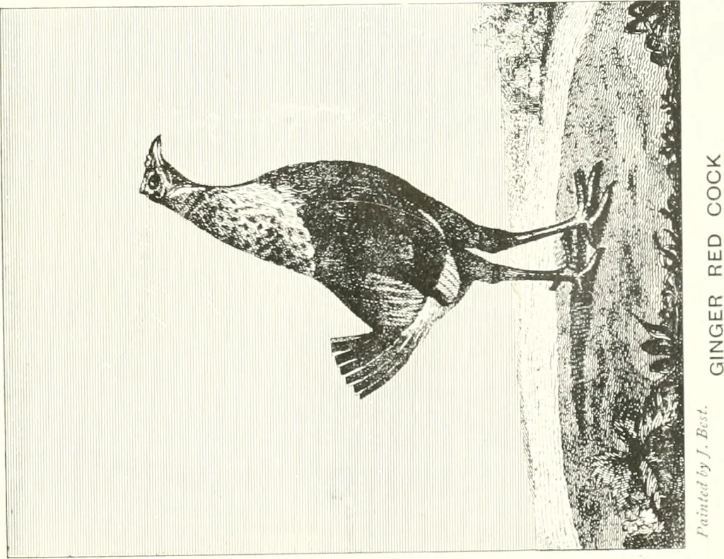 An illustration from Animal painters of England from the year 1650 : a brief history of their lives and works: illustrated with--specimens of their paintngs, 1900, leaf 94