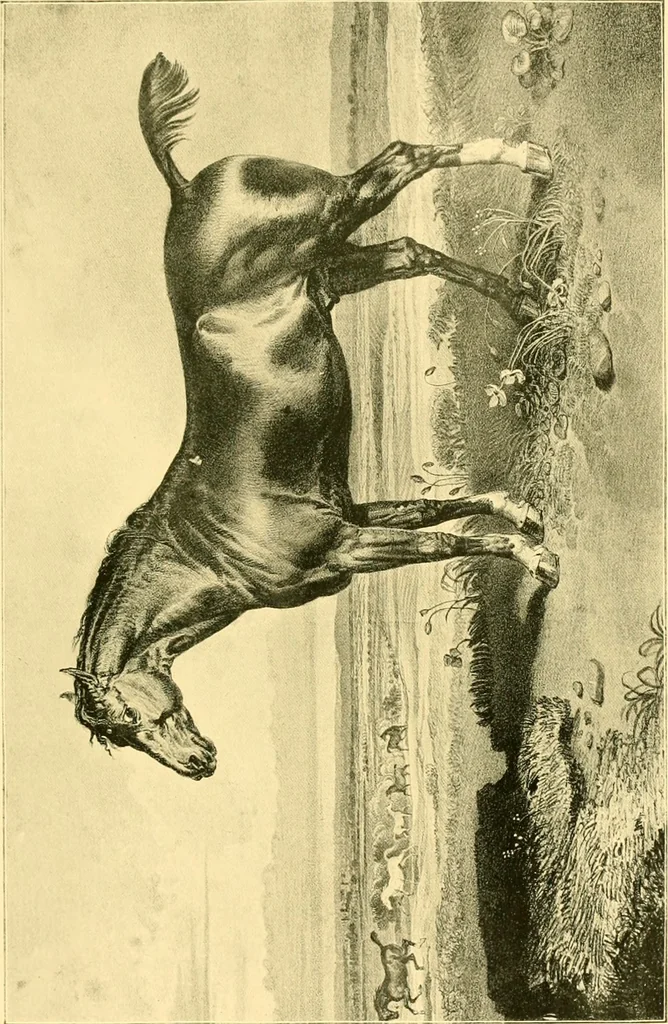 An illustration from Animal painters of England from the year 1650 : a brief history of their lives and works: illustrated with--specimens of their painting, 1900, leaf 294