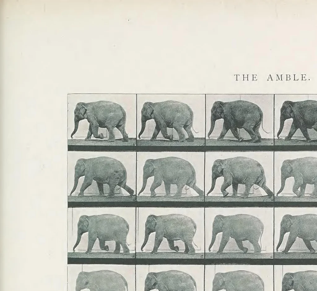 An illustration from Animals in motion : an electro-photographic investigation of consecutive phases of animal progressive movements, 1902, leaf 119