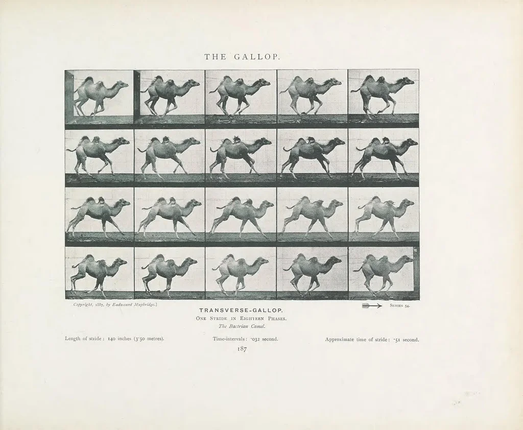 An illustration from Animals in motion : an electro-photographic investigation of consecutive phases of animal progressive movements, 1902, leaf 207