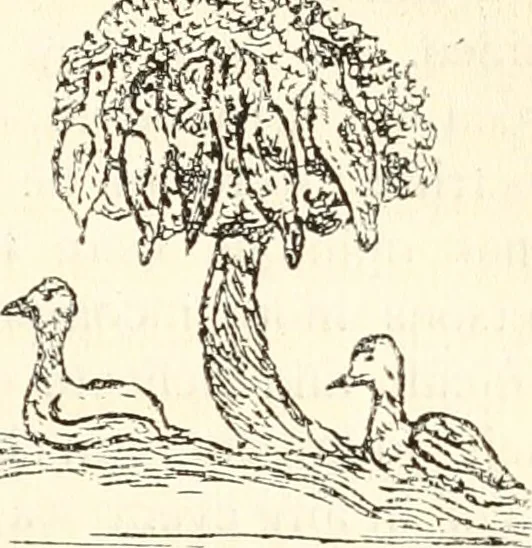 An illustration from Animal symbolism in ecclesiastical architecture, 1896, leaf 190