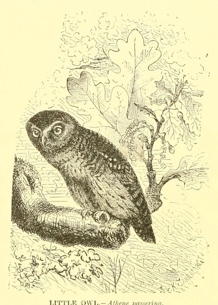 An illustration from Animate creation : popular edition of "Our living world" : a natural history, 1898, leaf 116