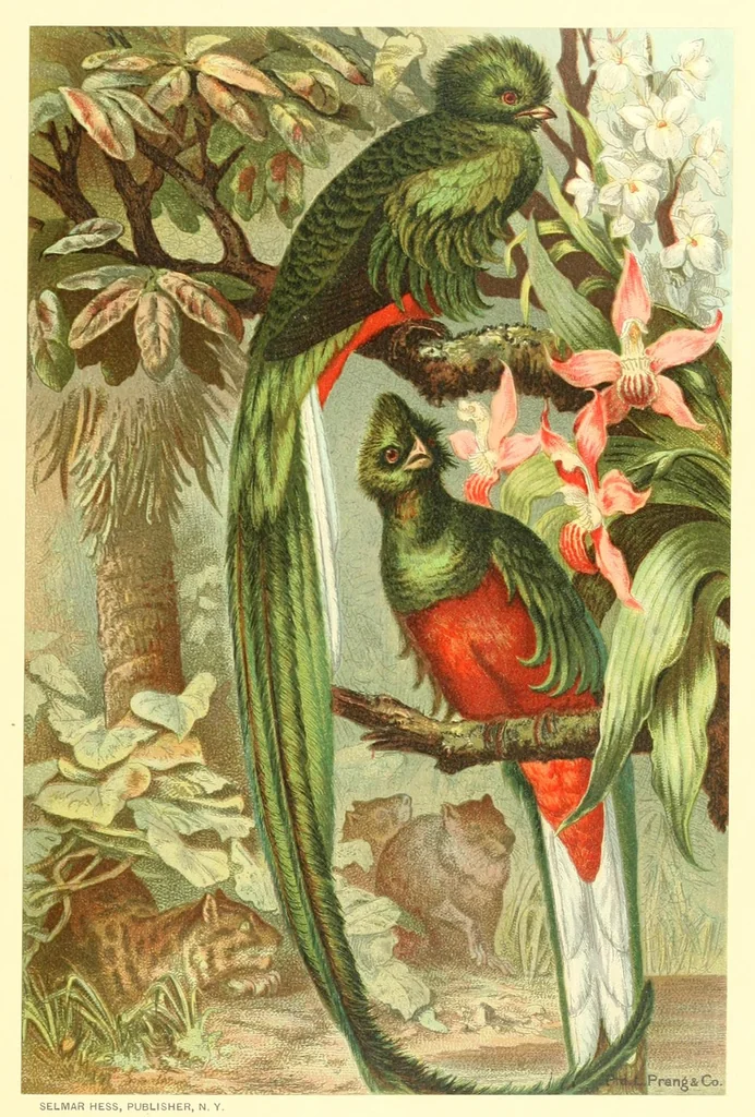 An illustration from Animate creation : popular edition of "Our living world" : a natural history, 1898, leaf 173