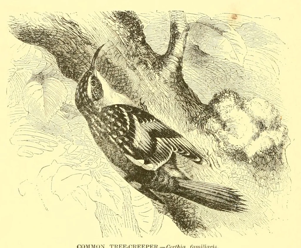 An illustration from Animate creation : popular edition of "Our living world" : a natural history, 1898, leaf 244