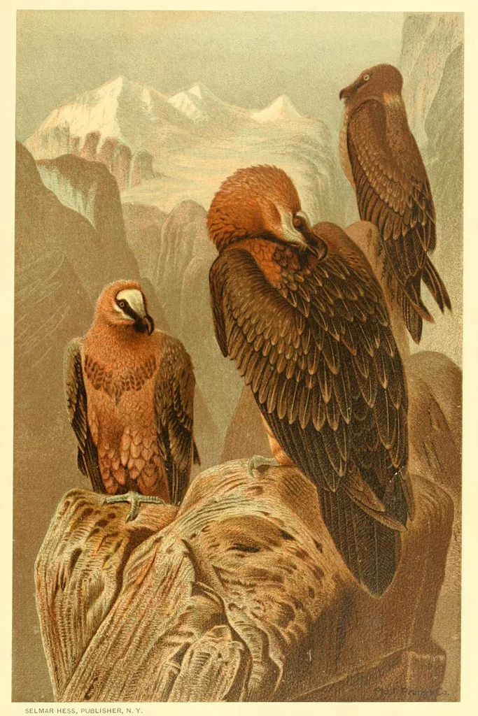 An illustration from Animate creation : popular edition of "Our living world" : a natural history, 1898, leaf 27