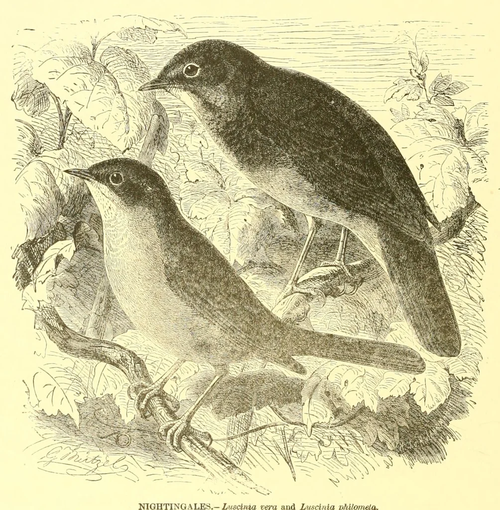 An illustration from Animate creation : popular edition of "Our living world" : a natural history, 1898, leaf 270
