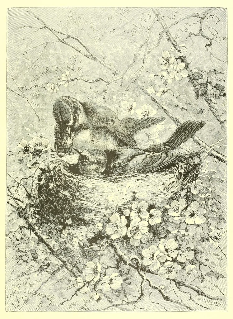 An illustration from Animate creation : popular edition of "Our living world" : a natural history, 1898, leaf 313