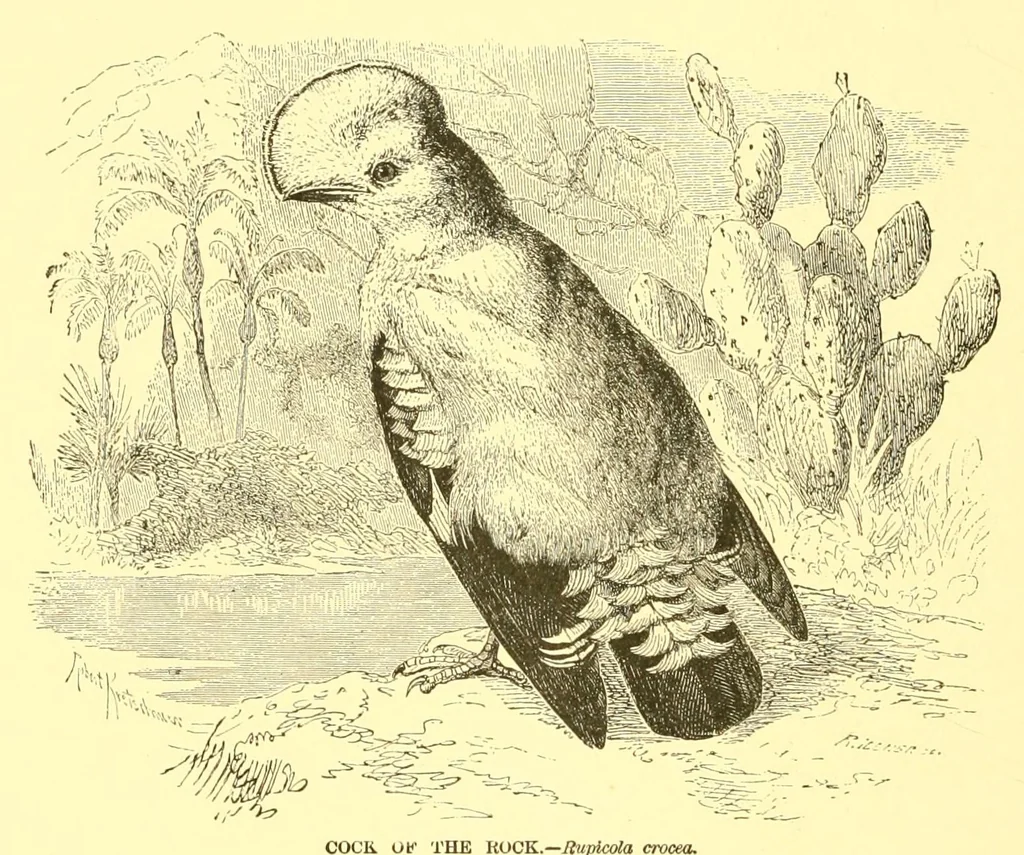 An illustration from Animate creation : popular edition of "Our living world" : a natural history, 1898, leaf 344