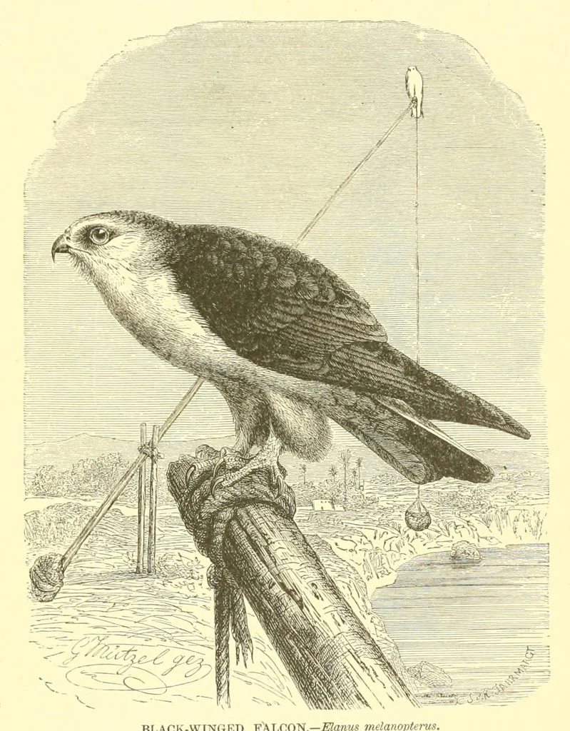 An illustration from Animate creation : popular edition of "Our living world" : a natural history, 1898, leaf 79