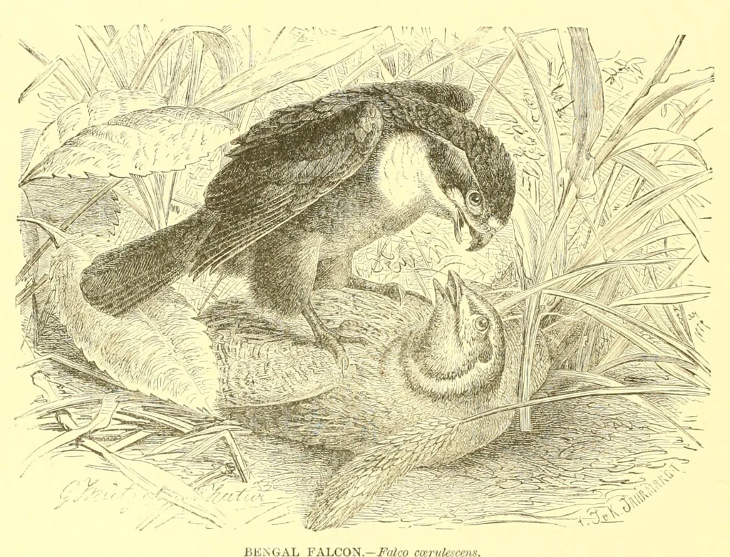 An illustration from Animate creation : popular edition of "Our living world" : a natural history, 1898, leaf 98