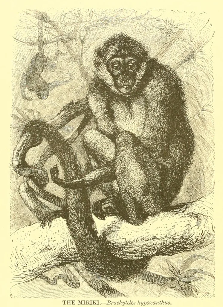 An illustration from Animate creation : popular edition of "Our living world" : a natural history, 1898, leaf 110