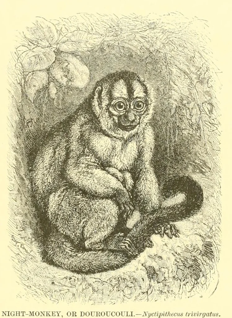 An illustration from Animate creation : popular edition of "Our living world" : a natural history, 1898, leaf 125
