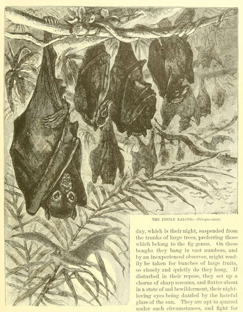 An illustration from Animate creation : popular edition of "Our living world" : a natural history, 1898, leaf 153
