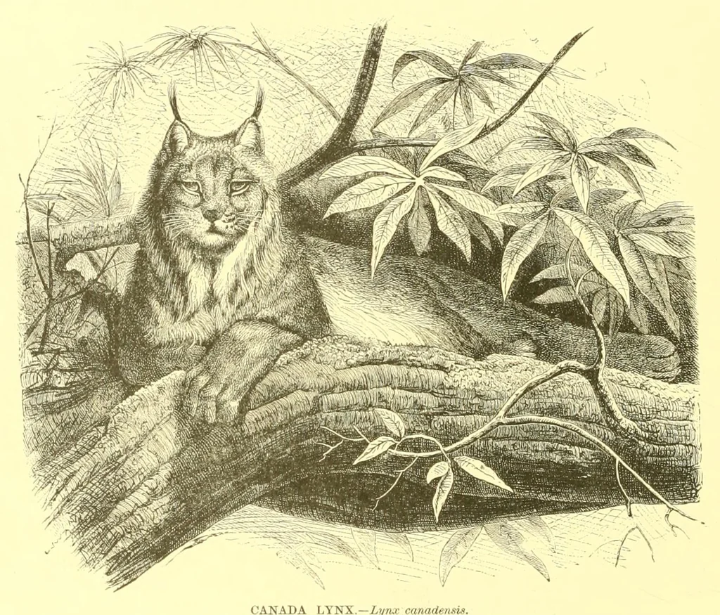 An illustration from Animate creation : popular edition of "Our living world" : a natural history, 1898, leaf 222