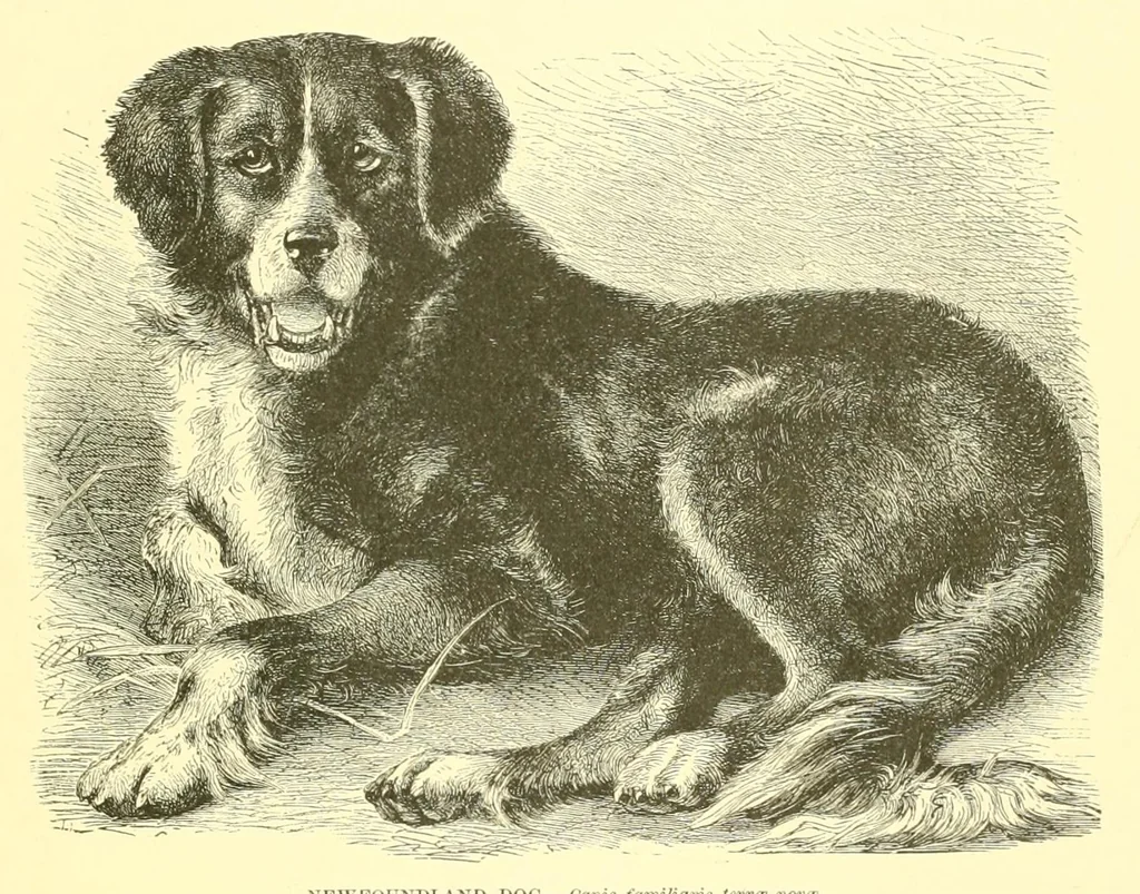 An illustration from Animate creation : popular edition of "Our living world" : a natural history, 1898, leaf 267